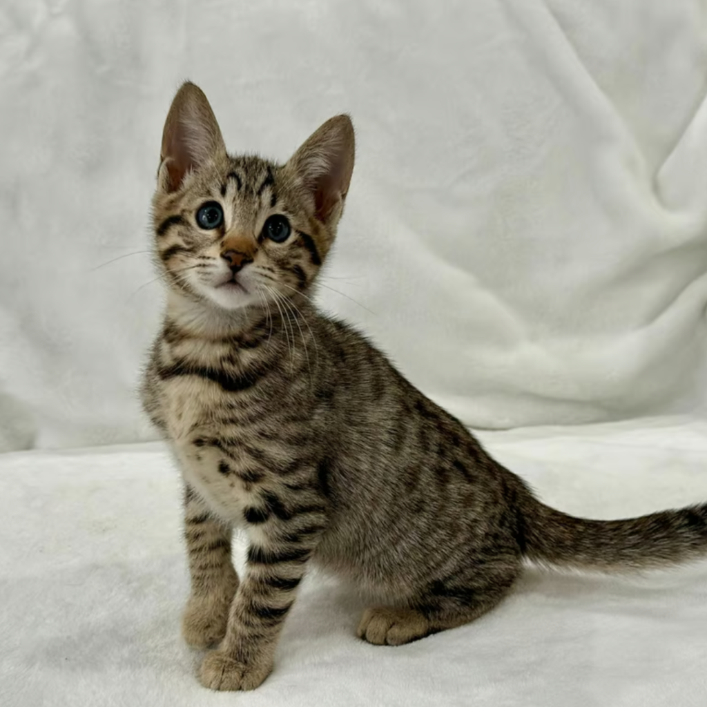buy a bengal kitten online
