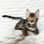 Bengal kitten for sale