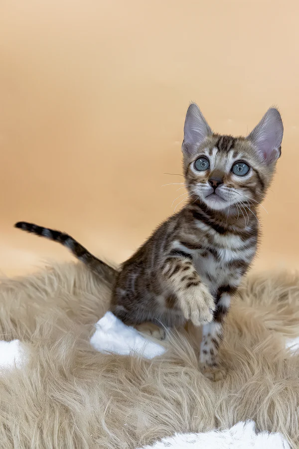 female bengal kittens for sale 