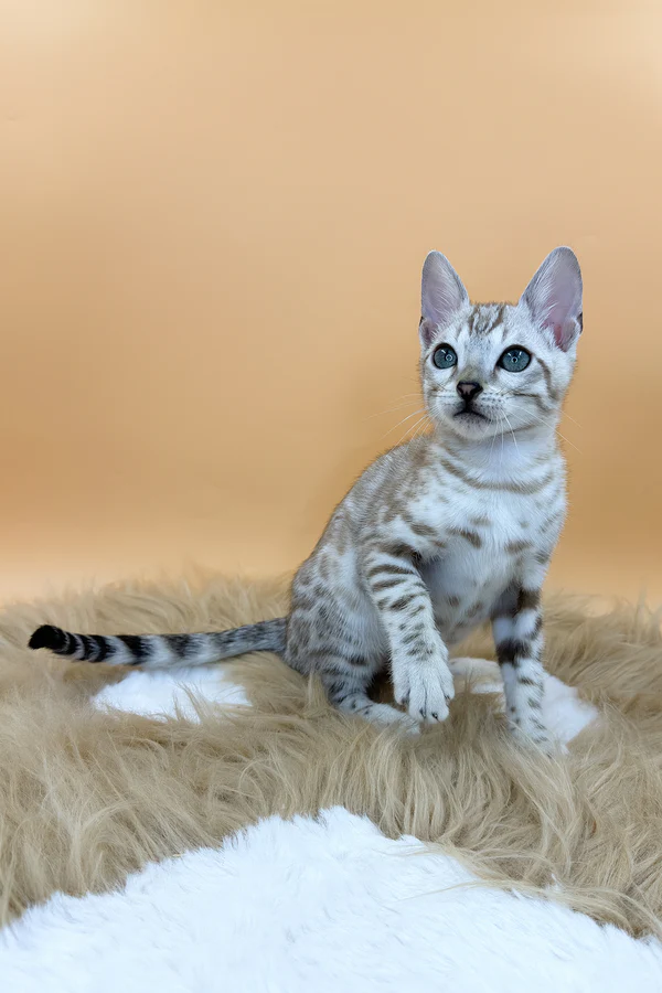 Bengal kittens for sale