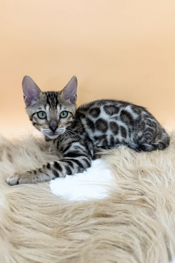 bengal kittens for sale in florida