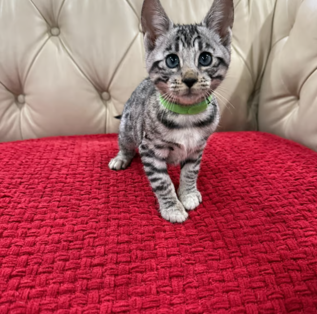 bengal cat breeders near me