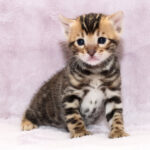 bengalandsavannahkittens.com