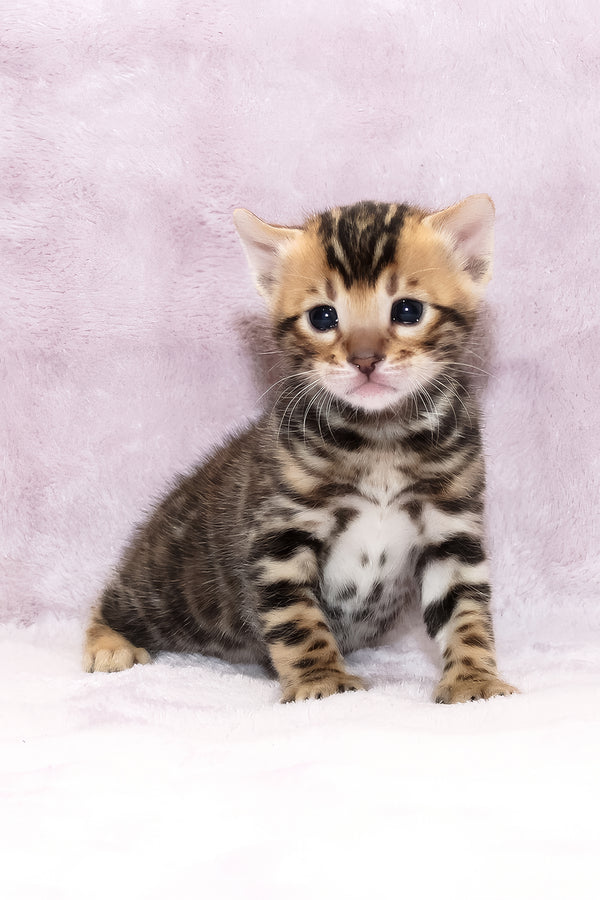 bengalandsavannahkittens.com