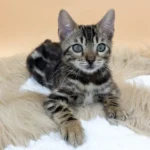 Bengal kittens for sale with shipping