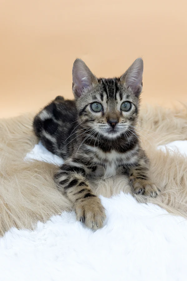 Bengal kittens for sale with shipping