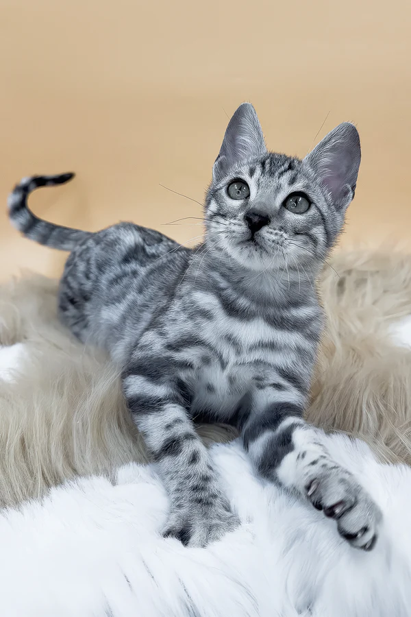 buy bengal kitten online 