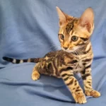 bengalandsavannahkittens.com