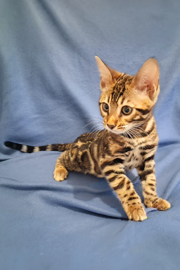 bengalandsavannahkittens.com