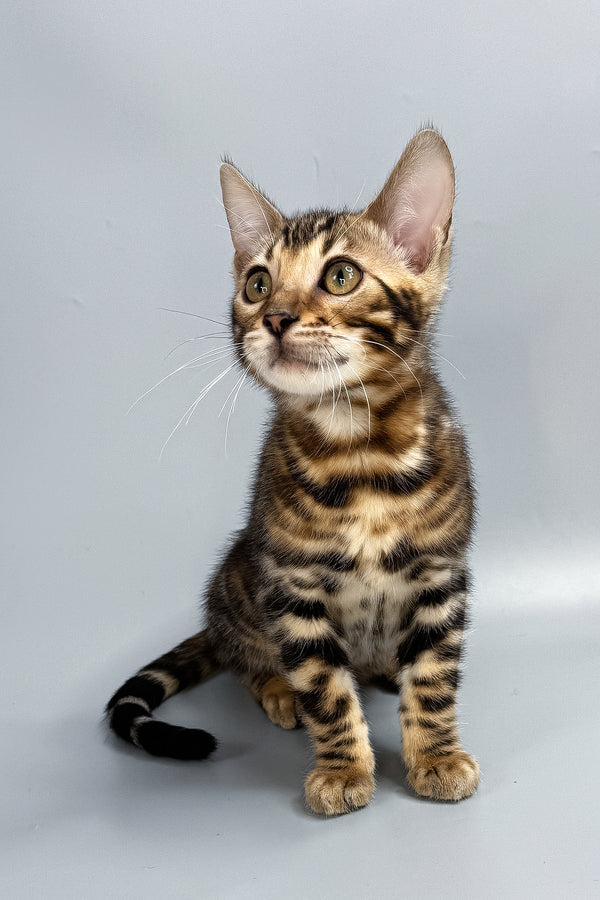 Bengal kittens for sale