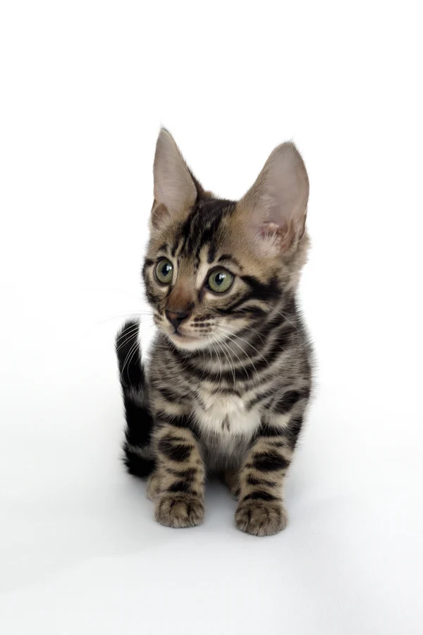 Buy a bengal kitten online 