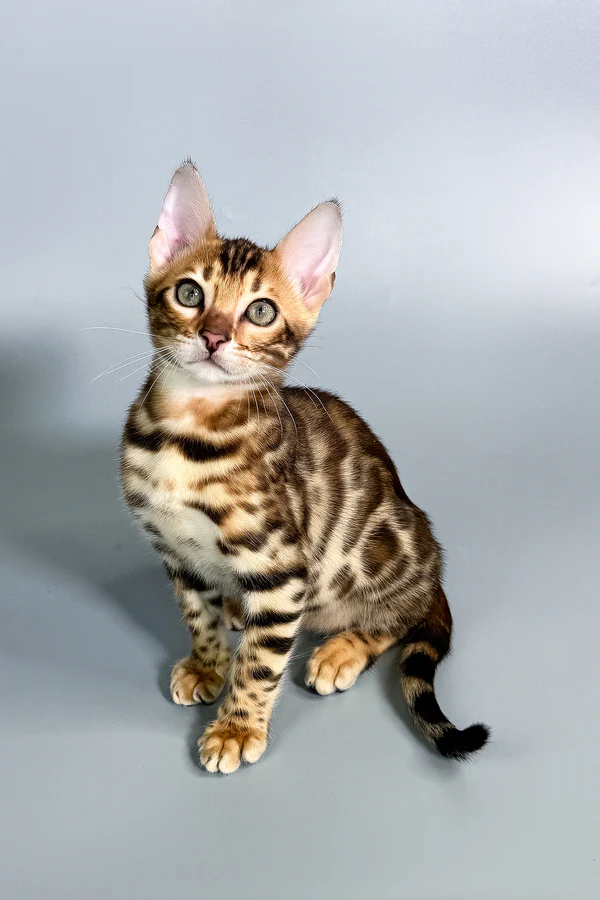 Begal kittens for sale in usa