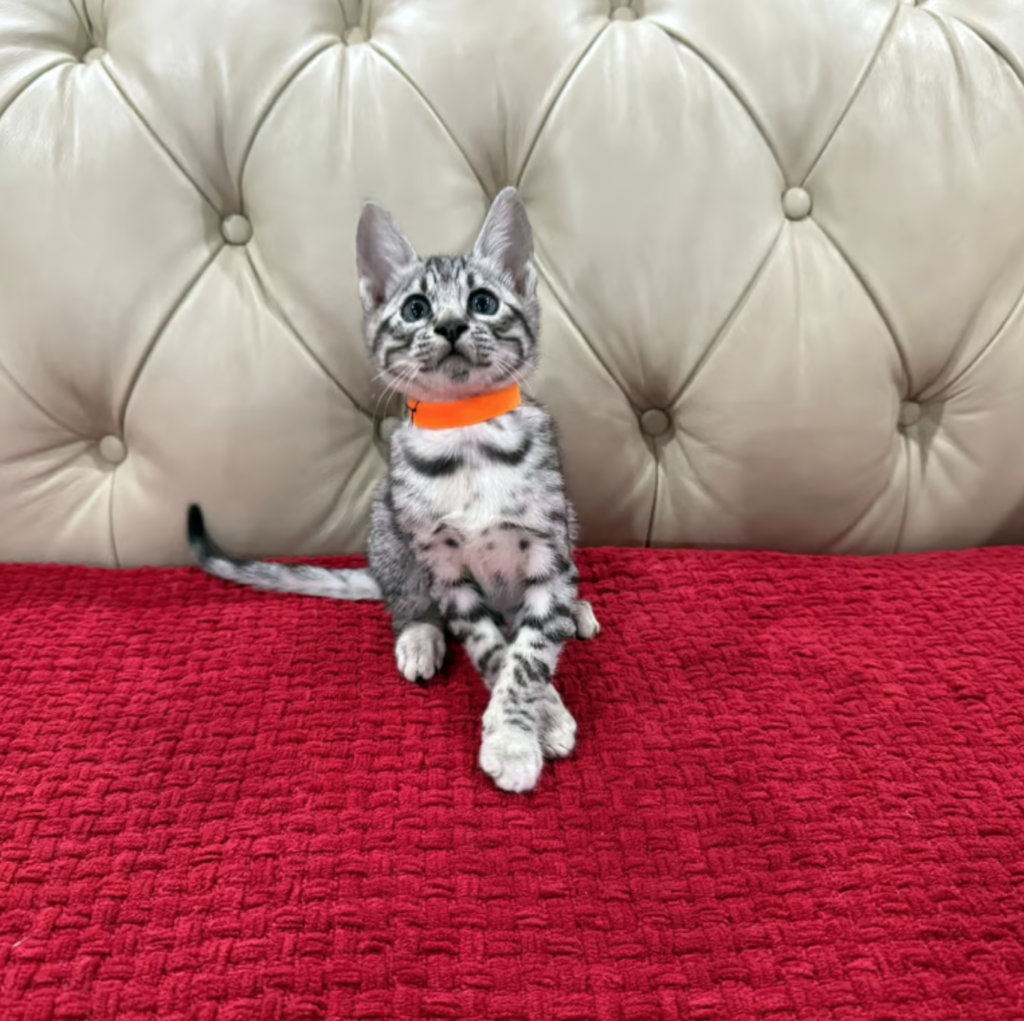Bengal kittens for sale