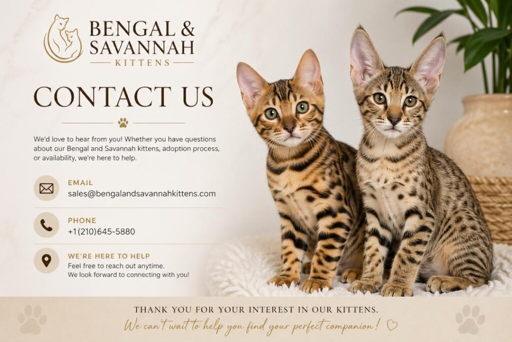 Bengal Kittens for sale | Buy savannah kittens online