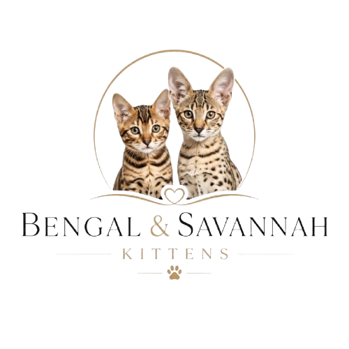 Bengal & Savannah Kittens
