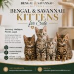 Bengal kittens for sale - Savannah kittens for sale