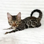 Bengal Kitten for sale