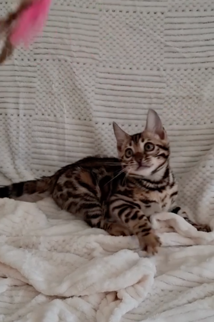 Bengal kitten for adoption