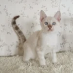 Male bengal kitten for sale