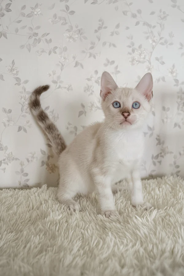 Male bengal kitten for sale